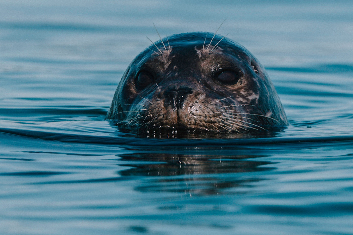 Poetry in ocean: encounters with Vancouver Island’s awe-inspiring marine life
